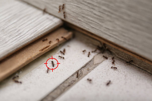 Best Best Pest Control Near Me  in Freeland, WA