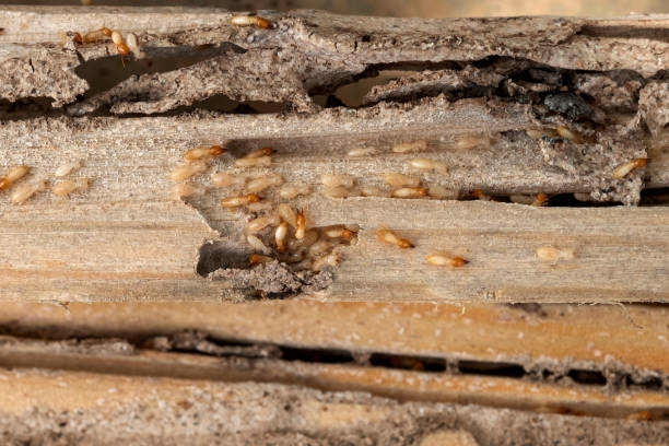 Best Emergency Pest Control  in Freeland, WA